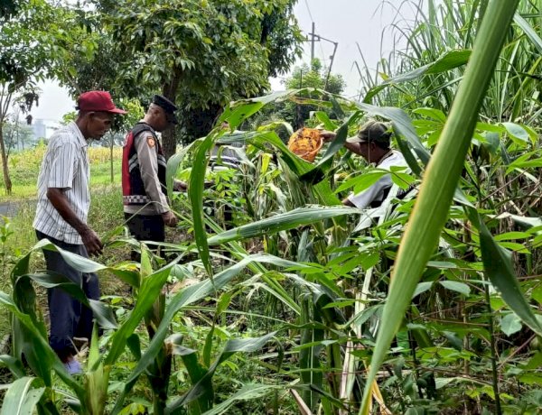 Cek Perkembangan Jagung, Polsek Krian Dukung Swasembada Pangan